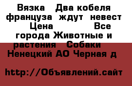  Вязка ! Два кобеля француза ,ждут  невест.. › Цена ­ 11 000 - Все города Животные и растения » Собаки   . Ненецкий АО,Черная д.